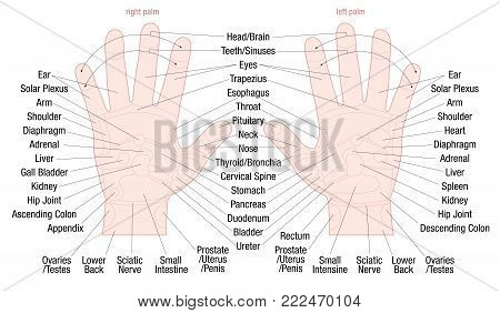 Hand reflexology zone massage chart with areas and names of the corresponding internal organs and body parts - skin color - vector illustration on white background.