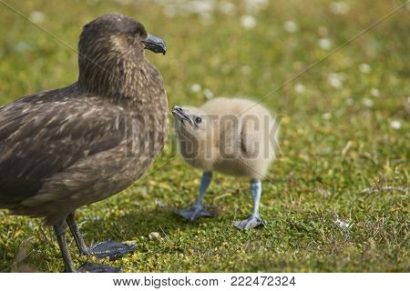 Adult Falkland Skua (Catharacta antarctica) with chick in a meadow on Bleaker Island in the Falkland Islands.