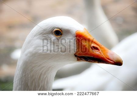 Portrait of a Quiet Goose at the Zoo