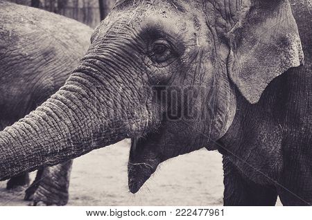 Portrait of an Elephant who Seems to Laugh