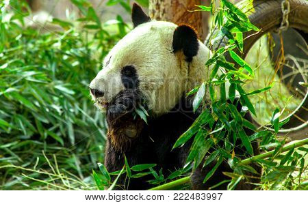 Giant Panda close-up. Panda eating shoots of bamboo