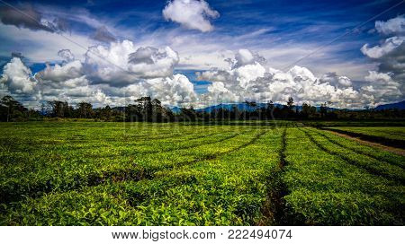 Panoramic view to tea plantation at Waga valley near Mount Hagen, Papua new Guinea