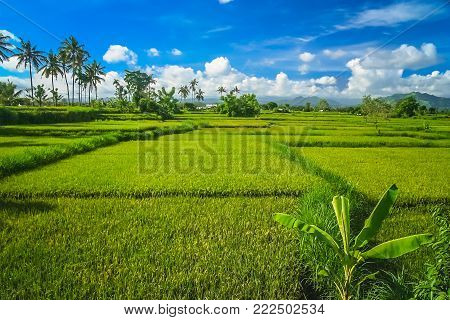 Dense tropical landscape of the Indonesian Bali island, Indonesia, Asia
