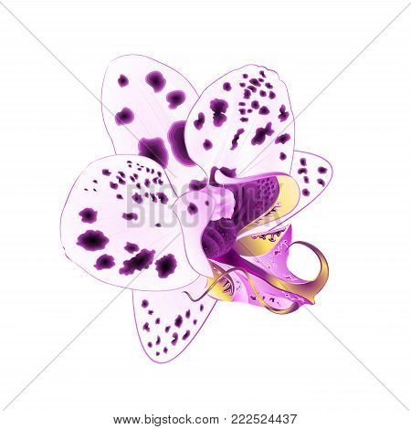 Orchid  Phalaenopsis with dots closeup  closeup Purple and white  beautiful flower  isolated vintage  vector illustration editable  hand draw
