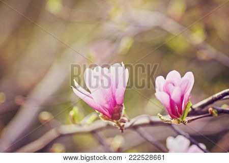 Flower Magnolia flowering against a background of flowers. Spring flower.