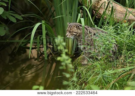 Beautiful and elusive fishing cat in the nature habitat near water. Endangered species of cats living in captivity. Kind of small cats. Prionailurus viverrinus.