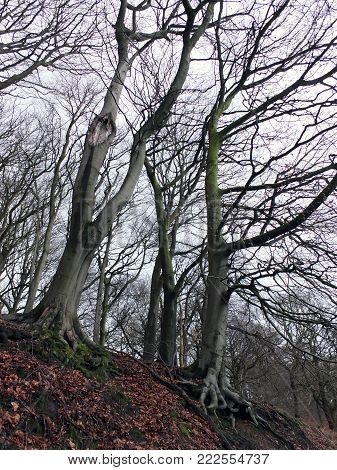 stark tell winter trees with twisted branches in hillside forest