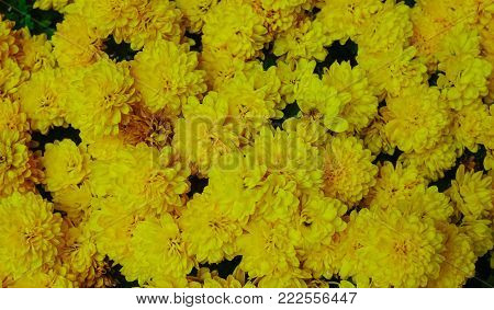 Yellow daisy flowers blooming at the botanic garden.