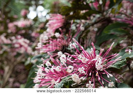 Quezonia Flower. Winter Starburst Tree. Clerodendrum Quadriloculare. Blooming Flora In Garden. Pink