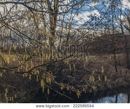 Catkin flower near Malse river in Ceske Budejovice town