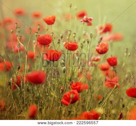 Flowers Red poppies blossom on wild field. Beautiful field red poppies with selective focus. Red poppies in soft light. field red opium poppy. Natural Drugs. Glade red poppies. Lonely red poppy. blur