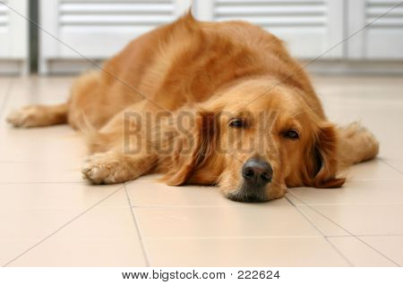 Golden Retriever