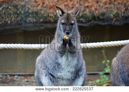 Cute looking red-necked wallaby eating a carrot
