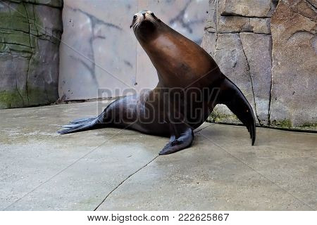 California lion waving flippers in the zoo
