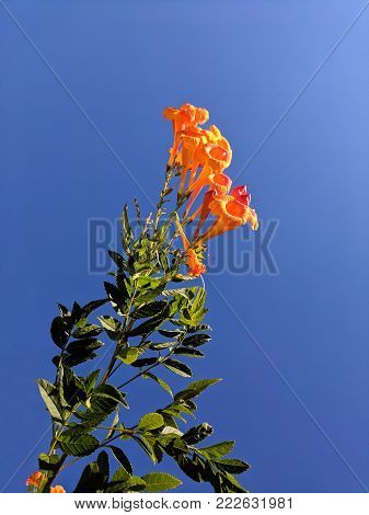Flowering Honeysuckle shrub against blue sky in mid-January, Phoenix, Arizona's Winter