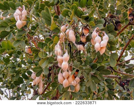 Close up of the tree known in the U.S./Mexico borderlands as desert ironwood or palo fierro (Olneya tesota) It is one of many woody legumes found in washes and hillside drainages in the Sonoran Desert.