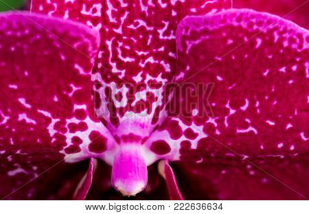 Guzmania Conifera. Guzmania Is A Genus Of Over 120 Species Of Flowering Plants In The Family Bromeli