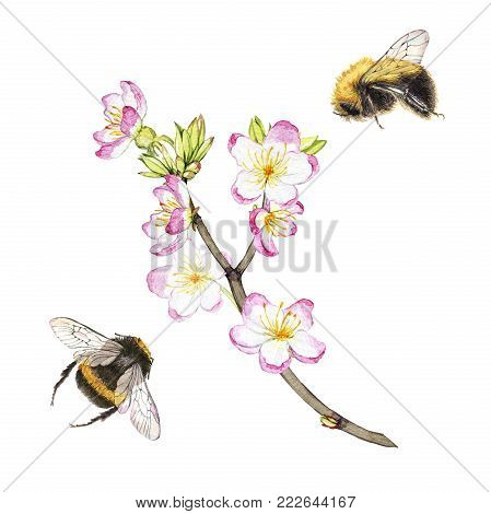 Botanical illustration of bumblebee drawn in details