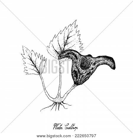 Root and Tuberous Vegetables, Illustration Hand Drawn Sketch of Water Caltrop or Trapa Natans Plant on White Background. Good Source of Dietary Fiber, Vitamins and Minerals.