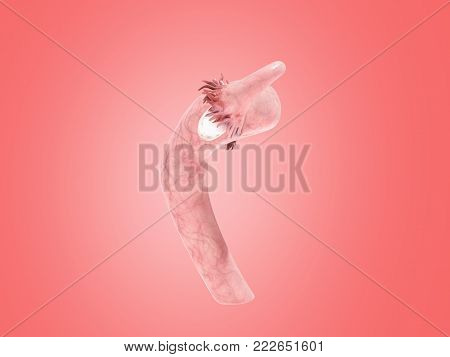 female reproductive system 3d render on pinck
