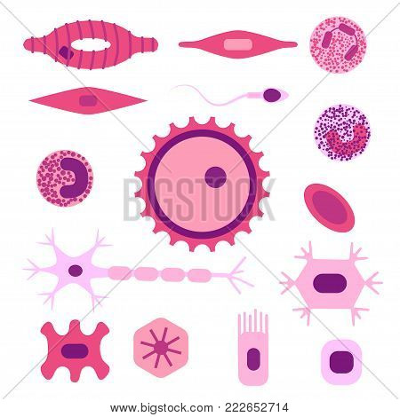 Different human cell types icon set. Stock vector illustration of bone, nerve, epithelial, muscle, blood, stem, sperm and oocyte. Medicine and biology collection