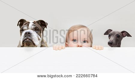 little boy and dogs peeping out from hiding