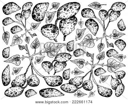 Root and Tuberous Vegetables, Illustration Hand Drawn Sketch of Ullucus Tuberosus Plant Isolated on White Background.