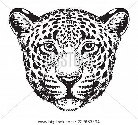 Black and white vector sketch of a leopard's face.