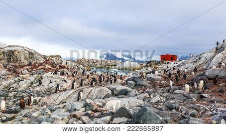 Rocky coastline overcrowded with flock of gentoo penguins and fjord with polar hut in the background, Peterman island, Antarctic peninsula