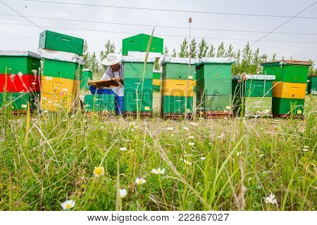 Beekeeper is holding up wooden frame with bees to control situation in bee colony.