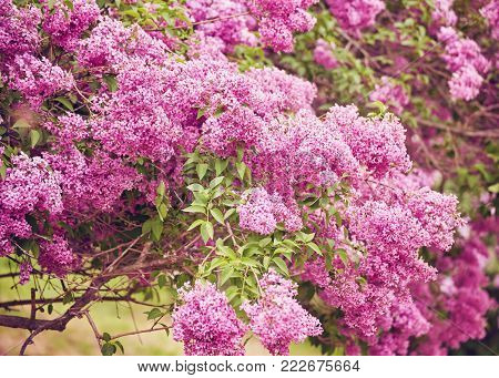Fragrant lilac blossoms Syringa vulgaris . Shallow depth of field, selective focus