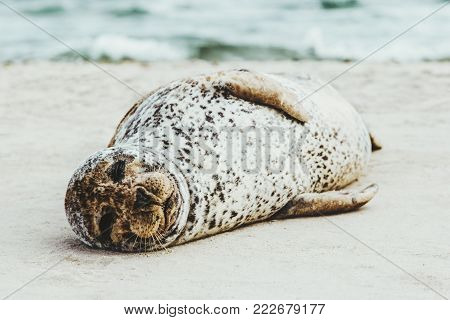 Harbor Seal funny animal sleeping on sandy beach in Denmark phoca vitulina ecology protection concept arctic sealife