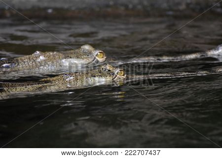 Swimming Pair Of Gharials In The River Water.