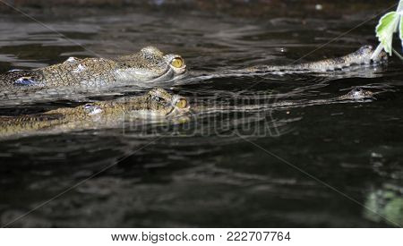 Pair Of Gharials Swimming Along In The River.