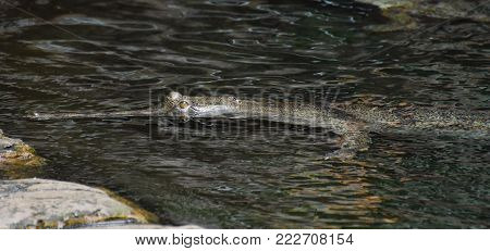 Gavial Crocodile Swimming Along In The River Water.