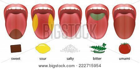 Tongue with five taste areas sweet, sour, salty, bitter and umami represented by chocolate, lemon, salt, herbs and tomato.