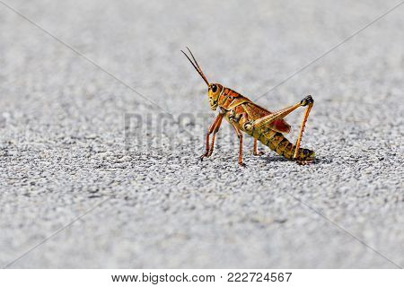 An Eastern Lubber Grasshopper along a path in the Everglades National Park, Florida, November 2017