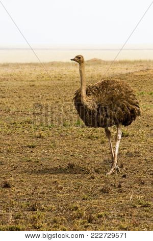 The Ostrich Or Common Ostrich (struthio Camelus) Is Either One Or Two Species Of Large Flightless Bi