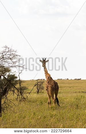 The Giraffe (giraffa), Genus Of African Even-toed Ungulate Mammals, The Tallest Living Terrestrial A