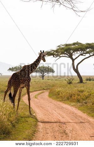 The Giraffe (giraffa), Genus Of African Even-toed Ungulate Mammals, The Tallest Living Terrestrial A
