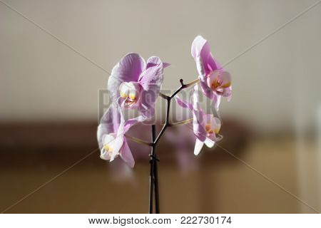 Beatiful pink orchids with colourful and fragrant blooms