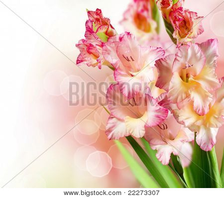 Gladiolus efteråret blomst grænsen Design
