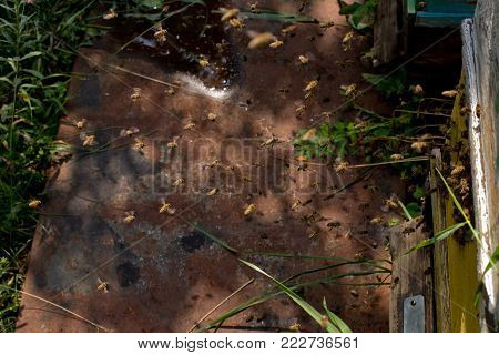 From Beehive Entrancebees Creep Out.