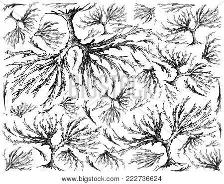 Sea Vegetables, Illustration Background of Hand Drawn Sketch Delicious Fresh Arame, Sea Oak or Eisenia Bicyclis Seaweed. High in Calcium, Magnesium and Iodine.
