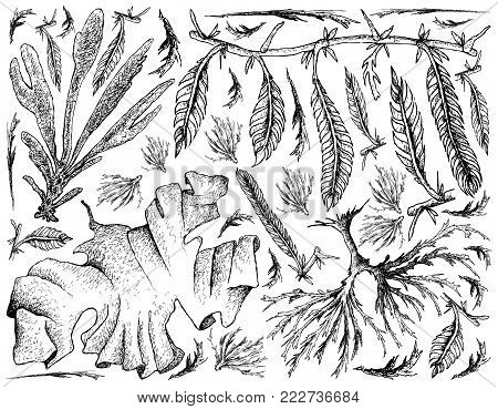 Sea Vegetables, Illustration Background of Hand Drawn Sketch Dulse, Caulerpa Taxifoli, Laver and Arame Seaweed. High in Calcium, Magnesium and Iodine.