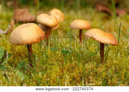 Mower's mushrooms in the moss of a garden during autumn