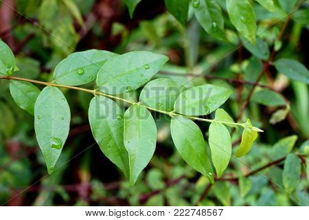 close up Wrightia religiosa tree in nature garden
