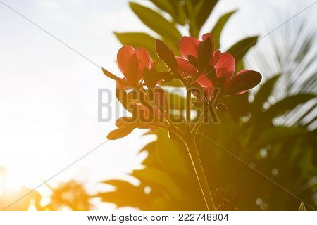 pink Jatropha integerrima flower and sunlight in nature garden