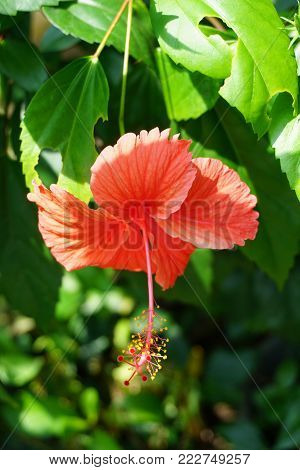 red Hibiscus syriacus flower in nature garden