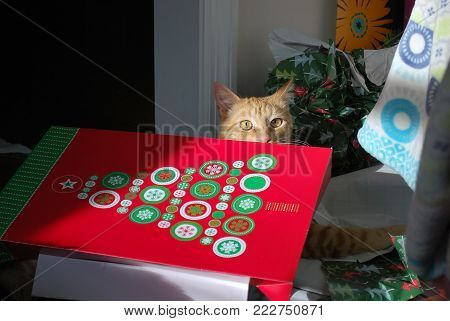 orange cat named Tucker hiding behind Christmas box on his first Christmas morning